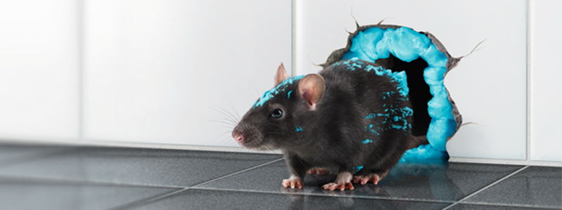 Lutte contre les rats et souris: IPF® Mousse contre souris et rats / 600 ml