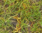 Anthracnose