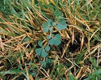 Birds foot trefoil