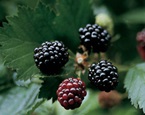 bramble