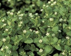 Common chickweed