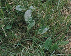 Common sorrell