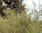 Corn spurrey