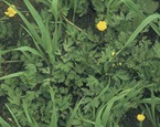 creeping buttercup