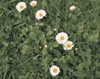 Daisy