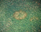Fusarium
