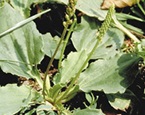 Greater plantain