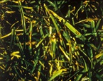 Leaf spot