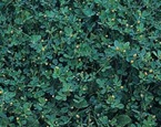 lesser trefoil