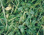 Mouse ear chickweed
