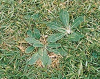 mouse ear hawkwood