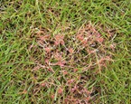 Red thread