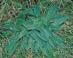 Ribwort plantain
