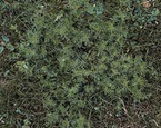 Scentless mayweed