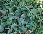 Selfheal
