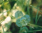 Slender Speedwell