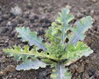 Sow thistle
