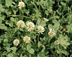 white clover