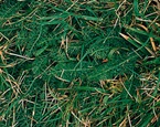 yarrow