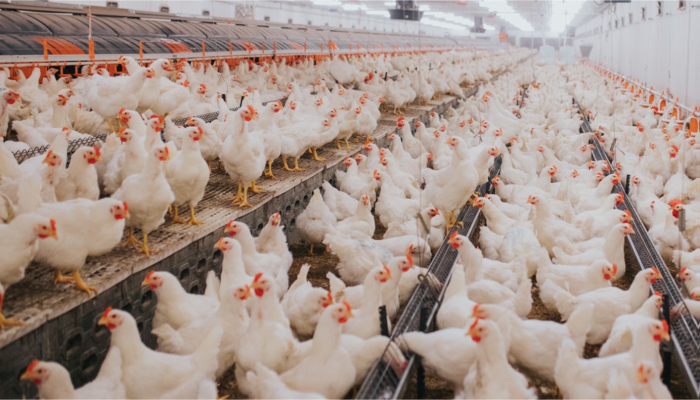 Poultry