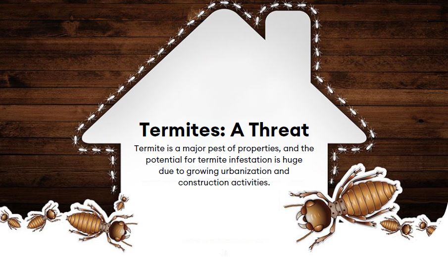 Termite threat