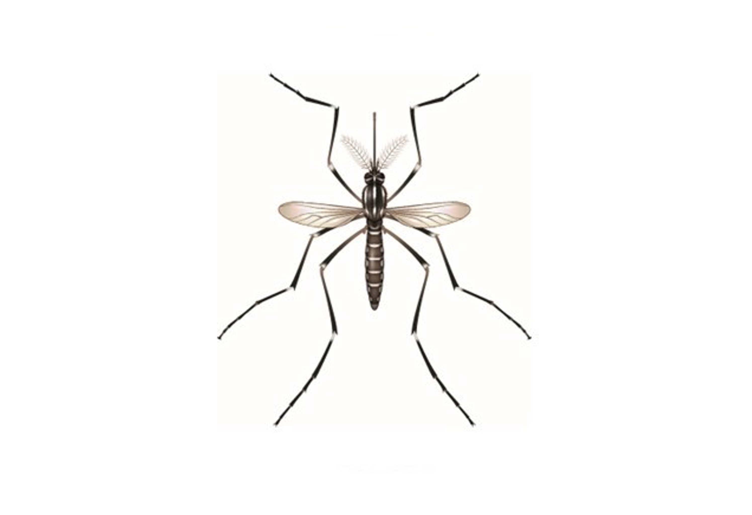 Mosquito Icon for Envu India Home Page