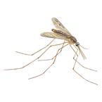 Mosquitoes - Anopheles Macu