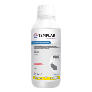 templar