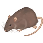 Brown Rat