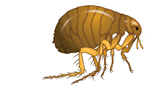 Pulci