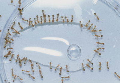 La formica Monomorium pharaonis intorno a una goccia