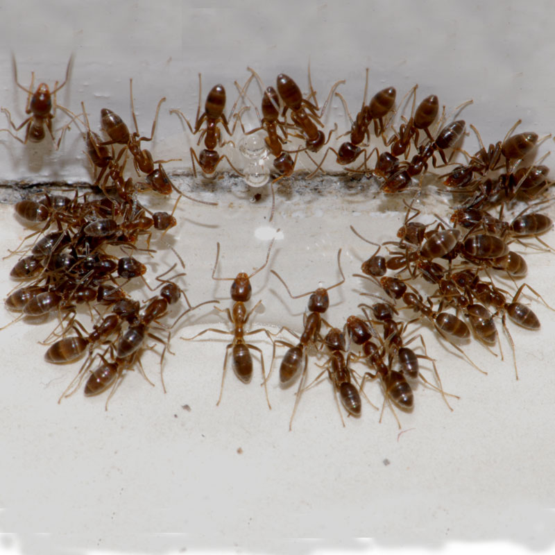 Ants - Pest Control - Bayer