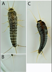 Ctenolepisma e Lepisma saccharina -  immagine Laboratorio Entomologia Applicata Agroblu