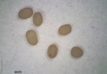 Uova di Ctenolepisma longicaudata -  immagine Laboratorio Entomologia Applicata Agroblu