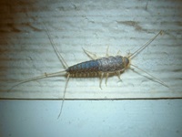 Ctenolepisma longicaudata su cartone -  immagine Laboratorio Entomologia Applicata Agroblu