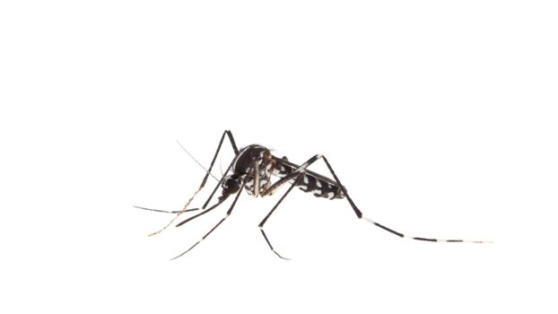 Aedes albopictus