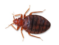 Cimice dei letti