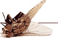 mosca stecchita