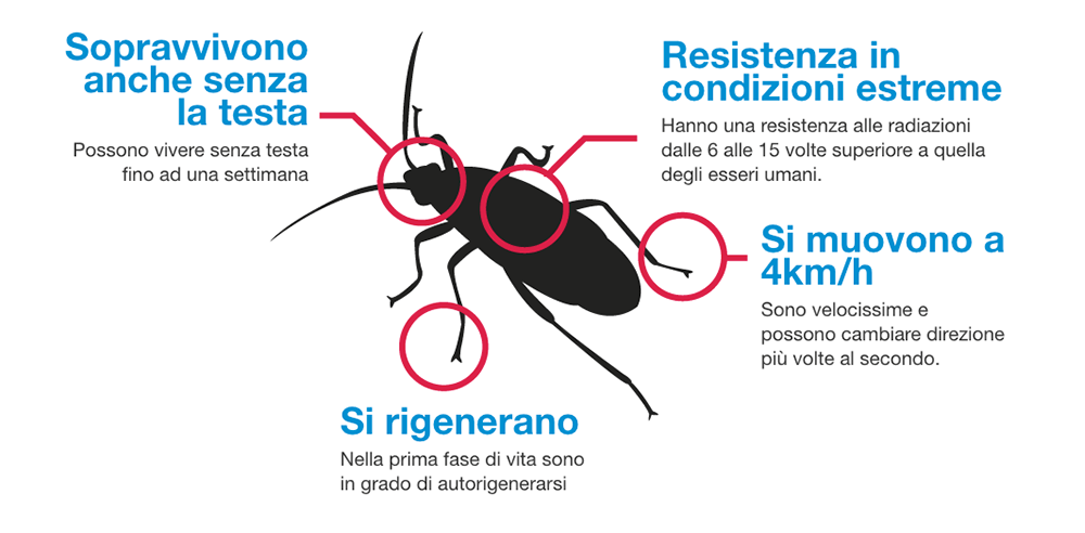 Immagine caratteristiche scarafaggio landing page Solfac Gel Scarafaggi