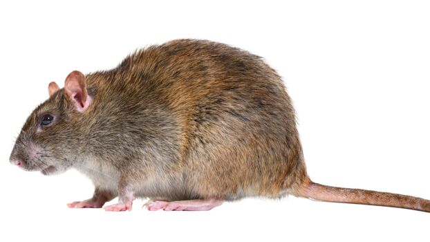 Rattus norvegicus