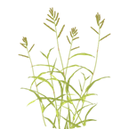 Echinochloa