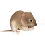 Microtus arvalis