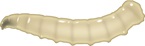 Larva Musca 
