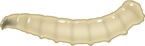 Mosche - larve