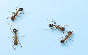 Envu Professional Pest Control