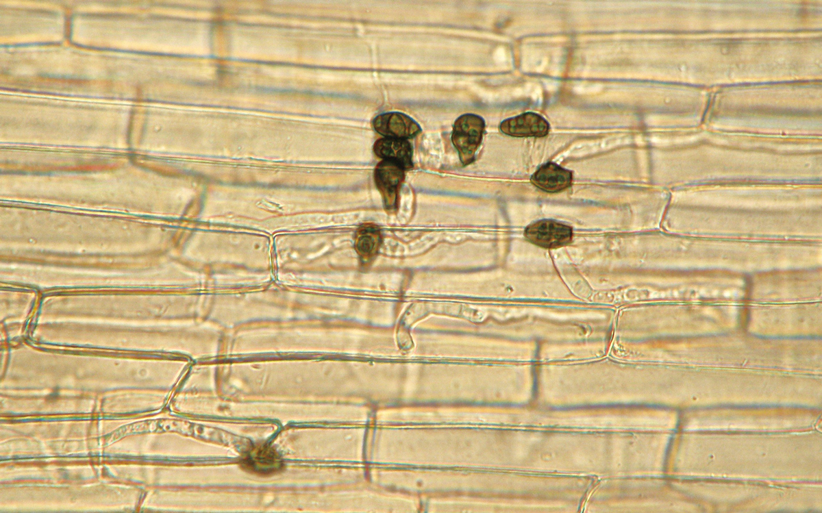 ベントグラスの葉鞘表面の付着器と細胞の中に侵入している菌糸