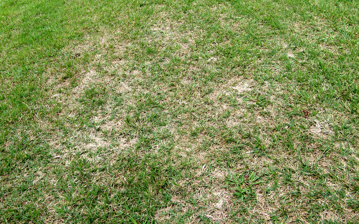 春の日本芝の生育不良「チガヤシロオカイガラムシ」