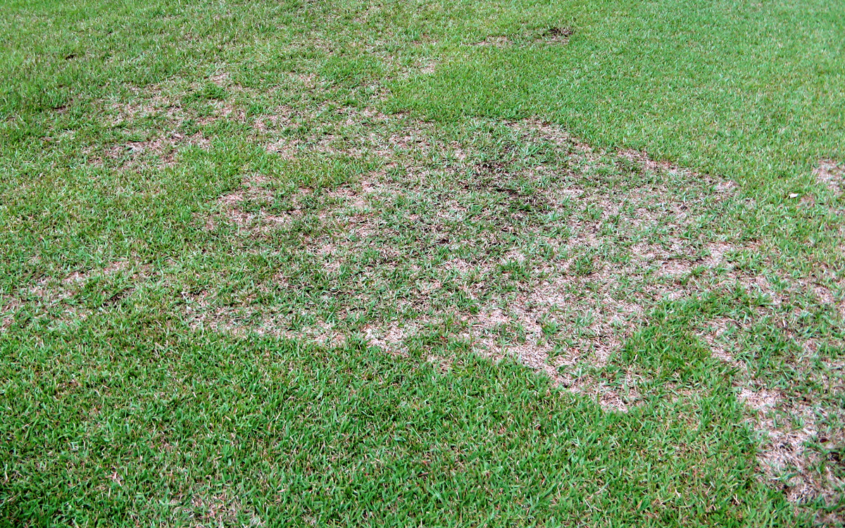 ゾイシアデクラインによる春の日本芝の生育不良