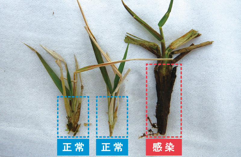 ゾイシアデクラインに感染した日本芝の直立茎