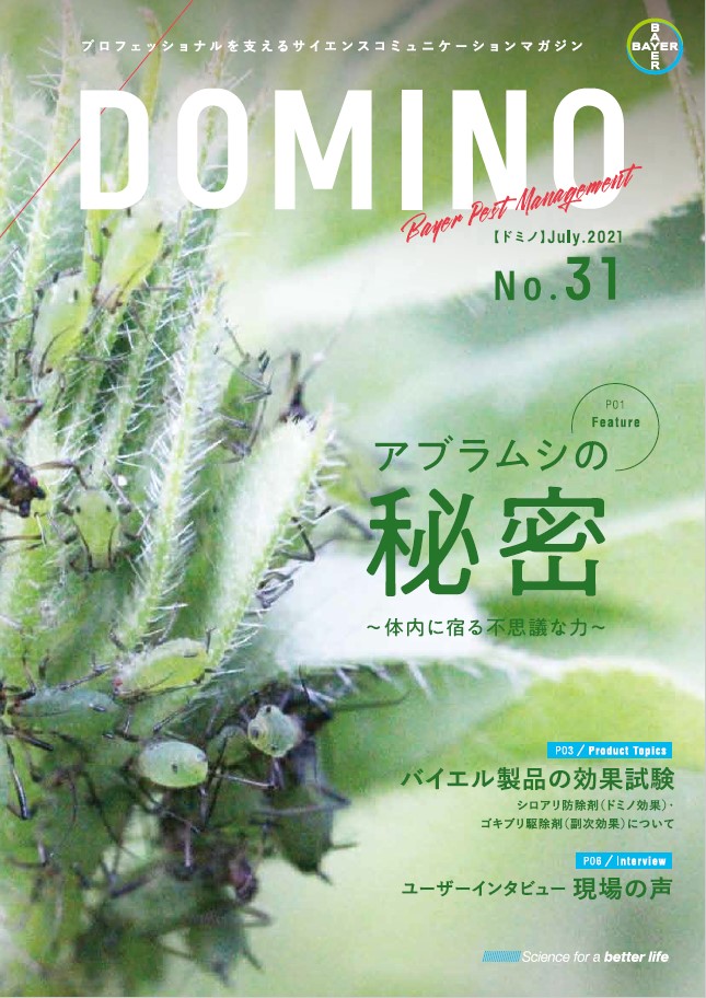 Domino31号